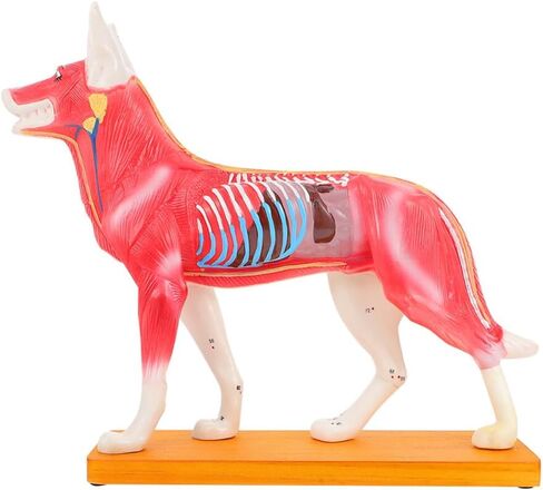 Baluue Dog Acupoint Model Dog Canine Models Pressure Point Model Medical Model for Medical Students Dog Acupuncture Model Dog Anatomy Model Animal Point Model Office PVC Desktop Decorate in Saudi Arabia