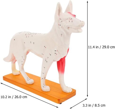 Baluue Dog Acupoint Model Dog Canine Models Pressure Point Model Medical Model for Medical Students Dog Acupuncture Model Dog Anatomy Model Animal Point Model Office PVC Desktop Decorate in Saudi Arabia