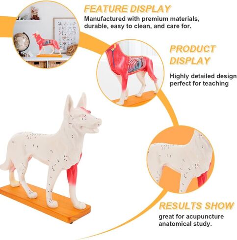Baluue Dog Acupoint Model Dog Canine Models Pressure Point Model Medical Model for Medical Students Dog Acupuncture Model Dog Anatomy Model Animal Point Model Office PVC Desktop Decorate in Saudi Arabia