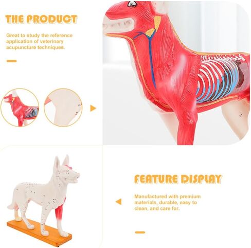 Baluue Dog Acupoint Model Dog Canine Models Pressure Point Model Medical Model for Medical Students Dog Acupuncture Model Dog Anatomy Model Animal Point Model Office PVC Desktop Decorate in Saudi Arabia