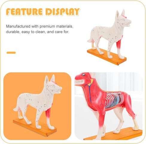 Baluue Dog Acupoint Model Dog Canine Models Pressure Point Model Medical Model for Medical Students Dog Acupuncture Model Dog Anatomy Model Animal Point Model Office PVC Desktop Decorate in Saudi Arabia