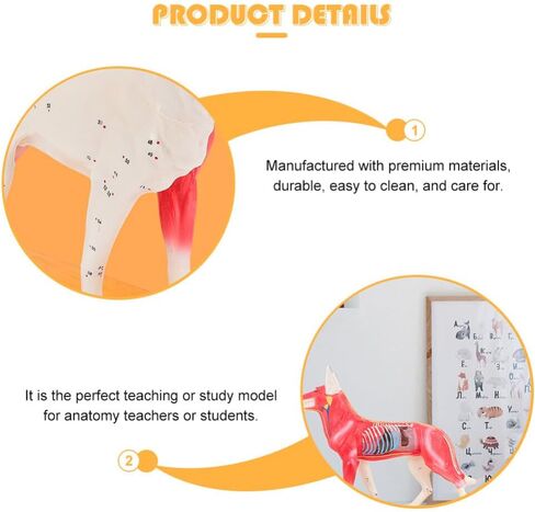 Baluue Dog Acupoint Model Dog Canine Models Pressure Point Model Medical Model for Medical Students Dog Acupuncture Model Dog Anatomy Model Animal Point Model Office PVC Desktop Decorate in Saudi Arabia