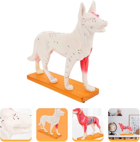 Baluue Dog Acupoint Model Dog Canine Models Pressure Point Model Medical Model for Medical Students Dog Acupuncture Model Dog Anatomy Model Animal Point Model Office PVC Desktop Decorate in Saudi Arabia