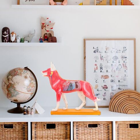 Baluue Dog Acupoint Model Dog Canine Models Pressure Point Model Medical Model for Medical Students Dog Acupuncture Model Dog Anatomy Model Animal Point Model Office PVC Desktop Decorate in Saudi Arabia