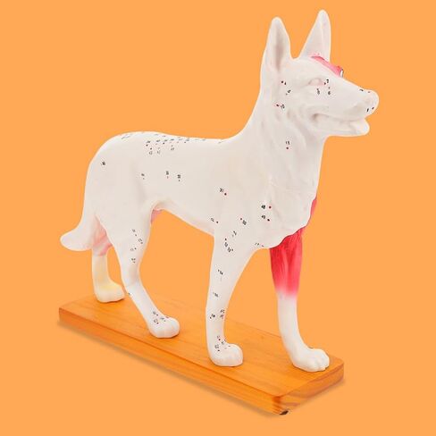 Baluue Dog Acupoint Model Dog Canine Models Pressure Point Model Medical Model for Medical Students Dog Acupuncture Model Dog Anatomy Model Animal Point Model Office PVC Desktop Decorate in Saudi Arabia