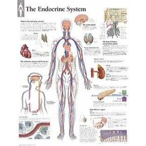 The Endocrine System chart: Wall Chart