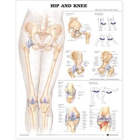 ACC Hip and Knee Anatomical Chart