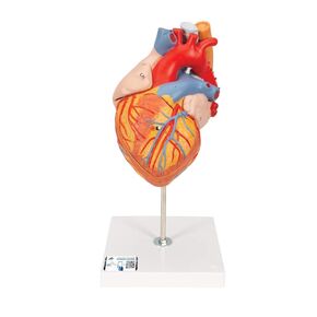 3B Scientific G13 Heart w/ Oesophagus a. Trach. 2x life-size 5-part - 3B Smart Anatomy