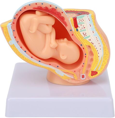 Dioche Pregnant Woman Anatomical Pelvis Model, Anatomical Pregnant Human Female Pelvis with Pregnancy 9 Months Baby, Fetus Model for Teaching Aid in Kuwait