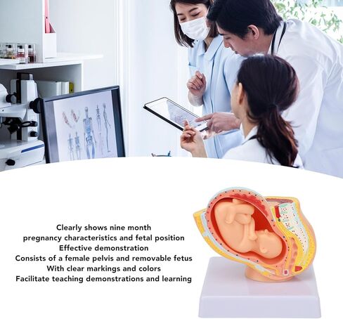Dioche Pregnant Woman Anatomical Pelvis Model, Anatomical Pregnant Human Female Pelvis with Pregnancy 9 Months Baby, Fetus Model for Teaching Aid in Kuwait