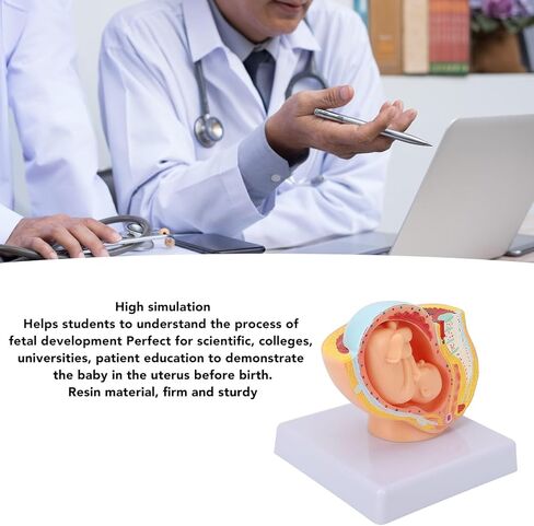 Dioche Pregnant Woman Anatomical Pelvis Model, Anatomical Pregnant Human Female Pelvis with Pregnancy 9 Months Baby, Fetus Model for Teaching Aid in Kuwait