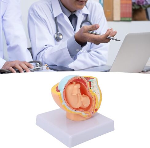 Dioche Pregnant Woman Anatomical Pelvis Model, Anatomical Pregnant Human Female Pelvis with Pregnancy 9 Months Baby, Fetus Model for Teaching Aid in Kuwait