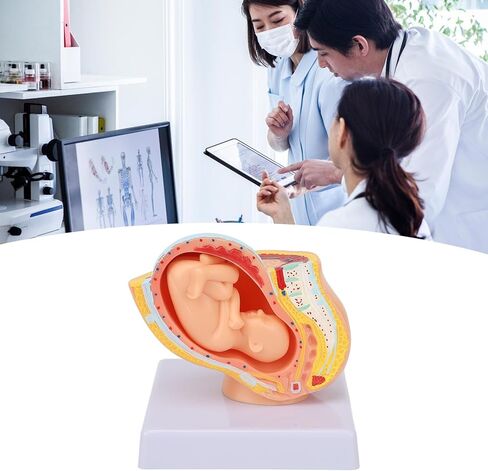 Dioche Pregnant Woman Anatomical Pelvis Model, Anatomical Pregnant Human Female Pelvis with Pregnancy 9 Months Baby, Fetus Model for Teaching Aid in Kuwait