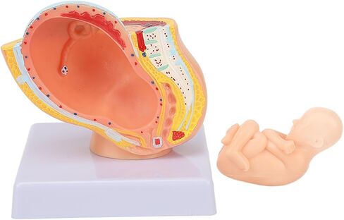 Dioche Pregnant Woman Anatomical Pelvis Model, Anatomical Pregnant Human Female Pelvis with Pregnancy 9 Months Baby, Fetus Model for Teaching Aid in Kuwait