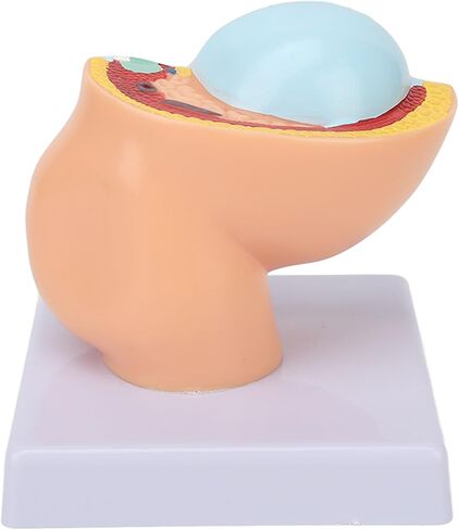 Dioche Pregnant Woman Anatomical Pelvis Model, Anatomical Pregnant Human Female Pelvis with Pregnancy 9 Months Baby, Fetus Model for Teaching Aid in Kuwait