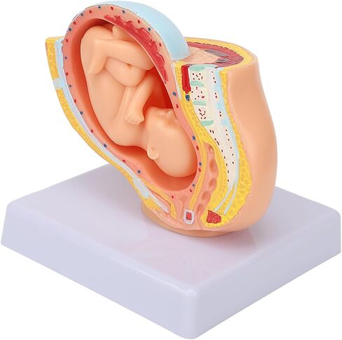 Dioche Pregnant Woman Anatomical Pelvis Model, Anatomical Pregnant Human Female Pelvis with Pregnancy 9 Months Baby, Fetus Model for Teaching Aid in Kuwait