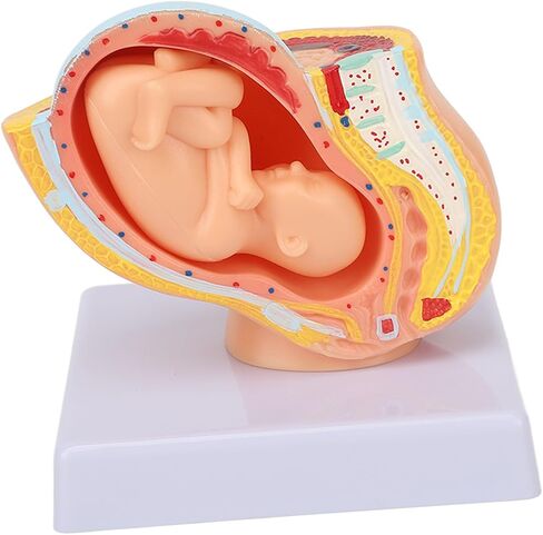 Dioche Pregnant Woman Anatomical Pelvis Model, Anatomical Pregnant Human Female Pelvis with Pregnancy 9 Months Baby, Fetus Model for Teaching Aid in Kuwait
