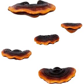 Set of 5 Mushroom Shelf Reishi Mushroom Shelves Wall Decor Mini Mushroom Decor Floating Shelves for Bedroom Reptile Tank Accessories Cottage Corner Wall Decor