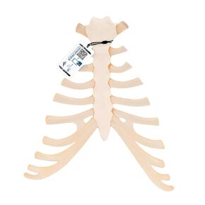 3B Scientific A69 Sternum w/ Rib Cartilage - 3B Smart Anatomy