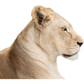 ملصق جداري من Waiting Lioness، رسم قابل للتقشير واللصق (30 بوصة عرض × 24 بوصة ارتفاع) WM153191 in Kuwait