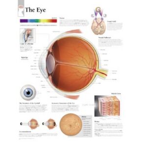 The Eye chart: Wall Chart