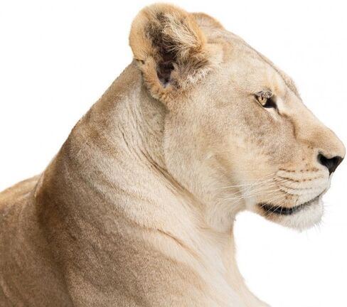 ملصق جداري من Waiting Lioness، رسم قابل للتقشير واللصق (30 بوصة عرض × 24 بوصة ارتفاع) WM153191 in Kuwait