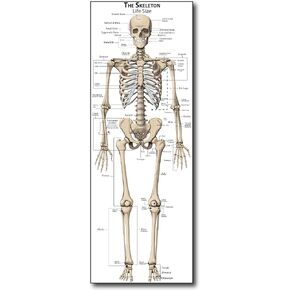 Life Size Skeleton bones named Poster for classroom or lab printed on durable quality plastic FIXES UPDATED 2025(24"x66") Young N Refined