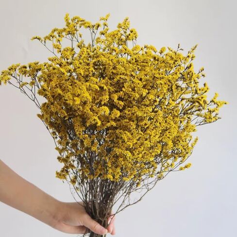 باقة عشب كريستال طبيعية محفوظة مقاس 19-23 بوصة، 25+ سيقان كاسبيا بيليفوليوم طازجة حقيقية، لافندر البحر، زهور نفس الطفل، لأعياد ميلاد الزفاف، ديكور المنزل (أصفر) in Kuwait