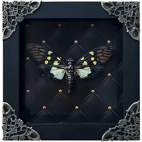 Real Framed Butterfly Cicadas Rhombus Frame Dried Beetle Insect Bug Shadow Box Taxidermy Specimen Display Oddity Curiosity Tabletop Vintage Wall Hanging Bookshelf Moody Gothic Home Decor K12-79-NEM in Saudi Arabia