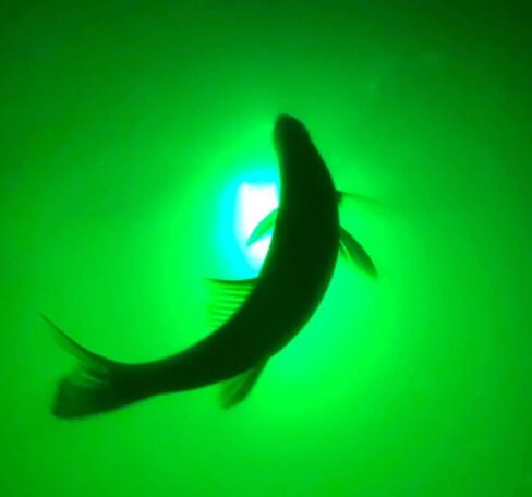 Green Blob Outdoors مصباح صيد جديد تحت الماء LED للأحواض 7500 أو 15000 لومن مع سلك طاقة 110 فولت تيار متردد 30 قدمًا أو 50 قدمًا، كرابي، سنوك، جاذب الأسماك، صنع في تكساس in Kuwait