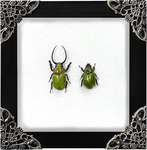 Real Framed Pair Green Beetle Dead Insect Dried Bug Shadow Box Wood Frames Oddity Taxidermy Collectables Display Wall Art Specimen Artwork Decoration Reading Home Decor Living Bedroom K12-76-TR in Saudi Arabia