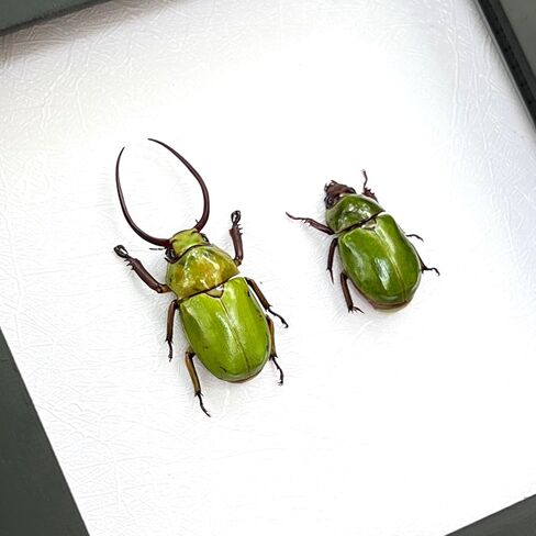 Real Framed Pair Green Beetle Dead Insect Dried Bug Shadow Box Wood Frames Oddity Taxidermy Collectables Display Wall Art Specimen Artwork Decoration Reading Home Decor Living Bedroom K12-76-TR in Saudi Arabia