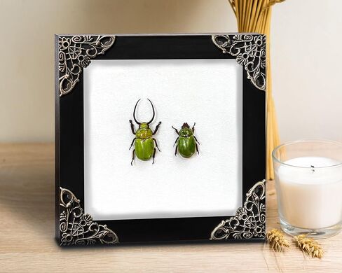 Real Framed Pair Green Beetle Dead Insect Dried Bug Shadow Box Wood Frames Oddity Taxidermy Collectables Display Wall Art Specimen Artwork Decoration Reading Home Decor Living Bedroom K12-76-TR in Saudi Arabia