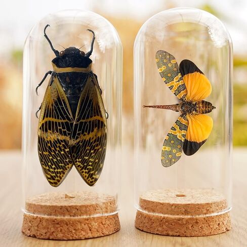 2 Real Lanternfly Cicada Preserved Specimen Collection Oddity Dried Insect Dead Beetle Taxidermy Biology Education Science Decor Home Decoration Artwork Tabletop Display DOME5.10-55.50 in Saudi Arabia