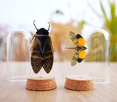 2 Real Lanternfly Cicada Preserved Specimen Collection Oddity Dried Insect Dead Beetle Taxidermy Biology Education Science Decor Home Decoration Artwork Tabletop Display DOME5.10-55.50 in Saudi Arabia