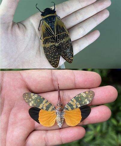 2 Real Lanternfly Cicada Preserved Specimen Collection Oddity Dried Insect Dead Beetle Taxidermy Biology Education Science Decor Home Decoration Artwork Tabletop Display DOME5.10-55.50 in Saudi Arabia
