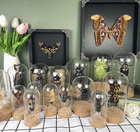 2 Real Lanternfly Cicada Preserved Specimen Collection Oddity Dried Insect Dead Beetle Taxidermy Biology Education Science Decor Home Decoration Artwork Tabletop Display DOME5.10-55.50 in Saudi Arabia