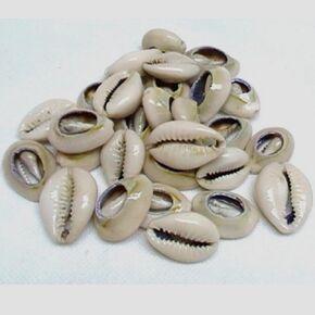 Cowrie Shells Set of 18 Open Mano De Caracol Abiertos Santeria Voodoo
