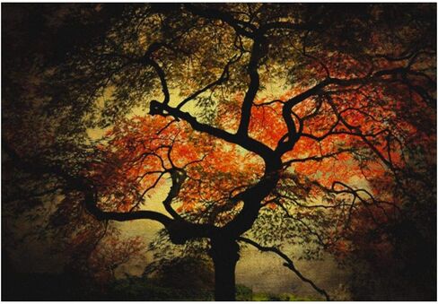 Japanese I by Philippe Sainte-Laudy, 30x47-Inch Canvas Wall Art in Saudi Arabia