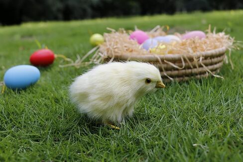 2pcs Realistic Little Chirping Baby Chicks Toys Plush Chicken Easter Decorations,Easter Gifts,Easter Photo Props (CK-Flying+Upright) in Saudi Arabia