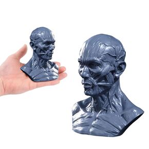 Human 10cm Muscle Skeleton Head Model Muscle Head Skull Anatomy Sculpture Art Sketch Learning Supplies (Brown Resin)