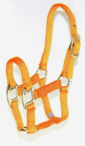 Hamilton Pony 3/4-Inch Nylon Horse Halter, Lime Green in Kuwait