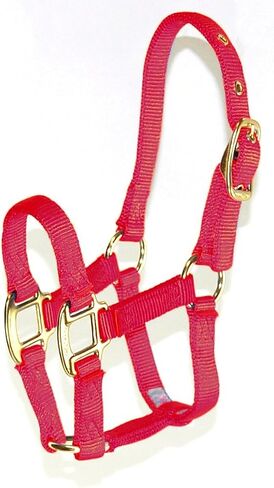 Hamilton Pony 3/4-Inch Nylon Horse Halter, Lime Green in Kuwait