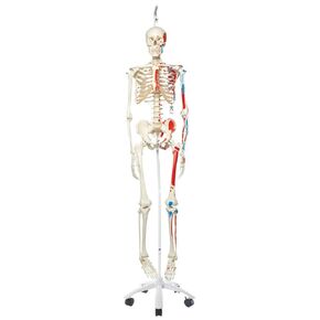 3B Scientific A11 Max the Muscle Skeleton مع حامل دوار مثبت على الحوض - 3B Smart Anatomy