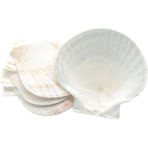 Natural Baking Sea Shell, Set of 4 Scallop Shells, 5 Inches