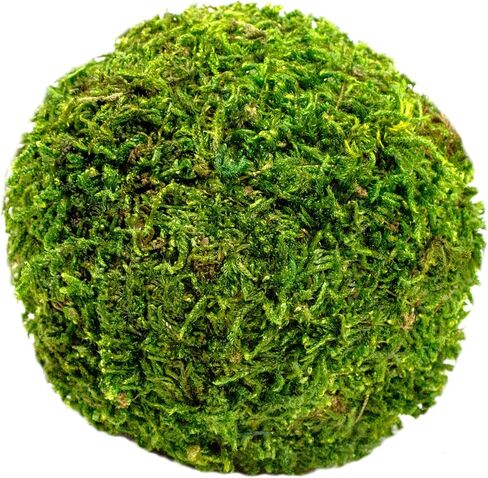 SuperMoss (25441 موس كرات حشو مزهرية مركزية مزخرفة، أخضر طازج، 2.5 بوصة in Saudi Arabia