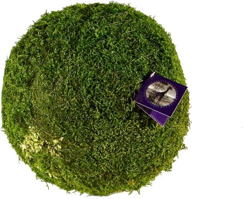 SuperMoss (25441 موس كرات حشو مزهرية مركزية مزخرفة، أخضر طازج، 2.5 بوصة in Saudi Arabia