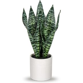 Briful Fake Snake Plant 16" Faux Potted Plant Artificial Snake Plant with White Ceramic Pot Sansevieria Plant Perfect for House Modern Living Room Office Housewarming Gift Indoor Decor