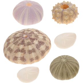 DOITOOL Ornaments Accessories Decor 6 Pack Natural Sea Urchins Shells Decor, Sea Urchin Shells for Craft and Home Decor, Beach Crafts, Sea Theme Party, Assorted Colors Large Green Home