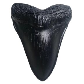Megalodon Giant Shark Tooth Replica - Museum Quality Fossil Cast (Black) in Kuwait